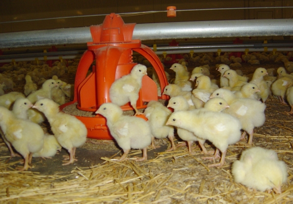 broiler pic
