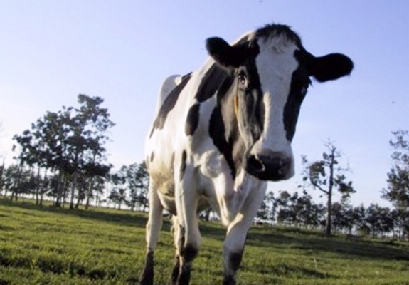 dairy equipment pics
