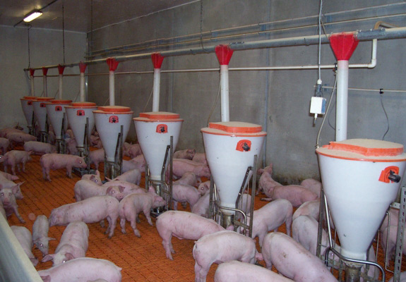 Big Dutchman feeding systems with pignic feeders & nursery flooring hog farming equipment pics