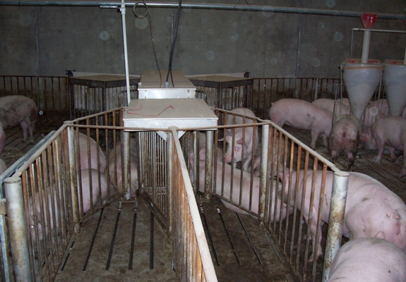 Schick sortal scale system hog farming equipment pics