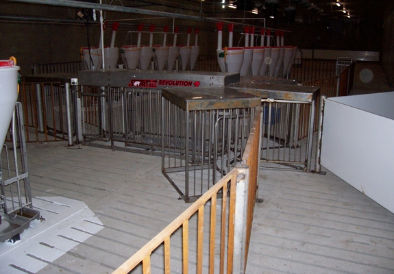 Food court entry for Schick sorting hog farming equipment pics