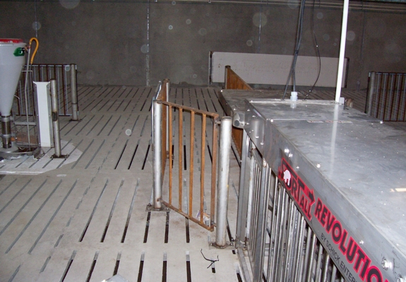 Sorting scale and food court exit hog farming equipment pics