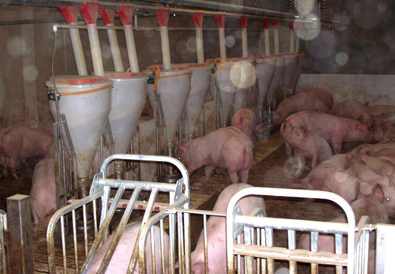 Training gates for hog sorting hog farming equipment pics
