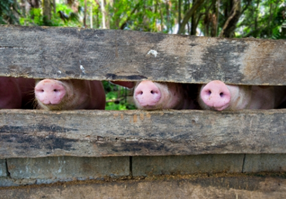 Hogs hog farming equipment pics