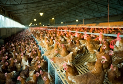 Mouse-over to stop photo Poultry
