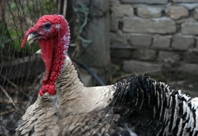 Mouse-over to stop photo Turkeys
