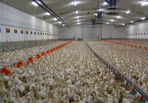 Turkey farm equipment pics