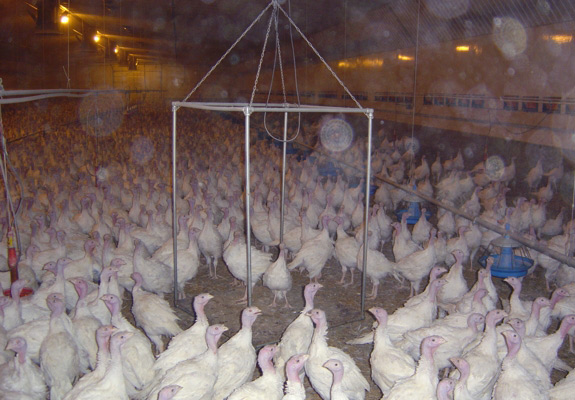 Turkey farm equipment pics