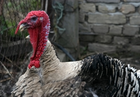 Turkey farm equipment pics